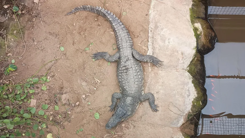 Todo lo que sabemos hasta ahora sobre el ataque del cocodrilo en el zoológico.