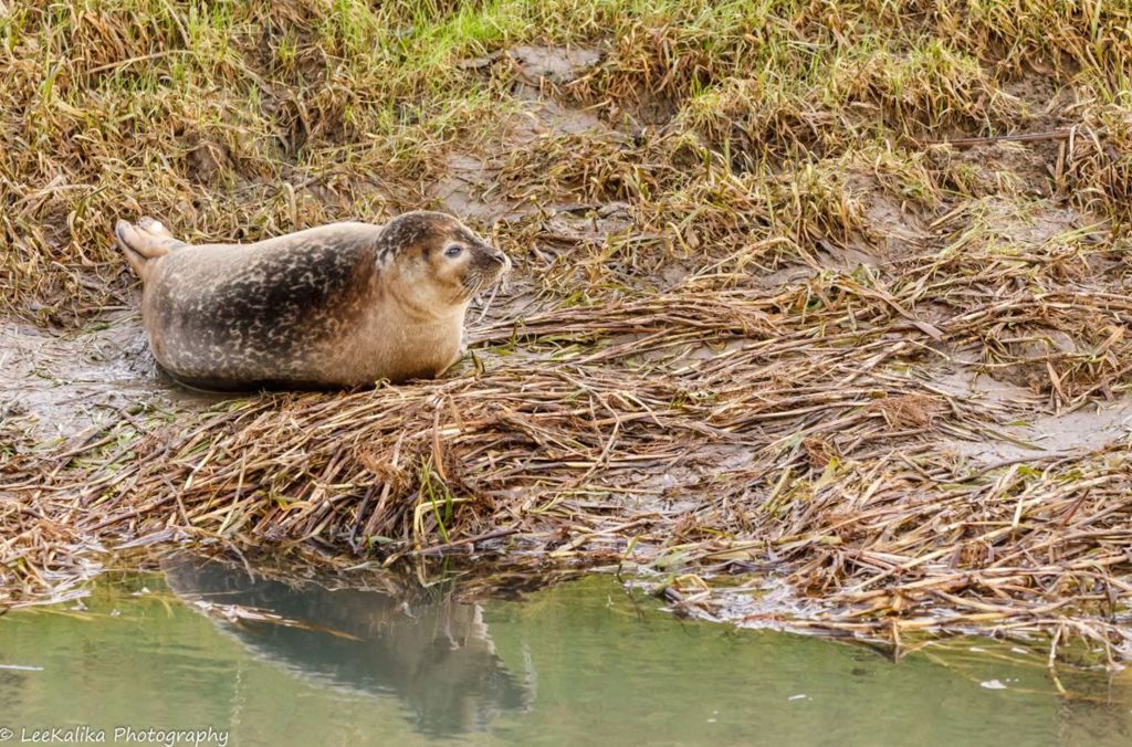 Seal 