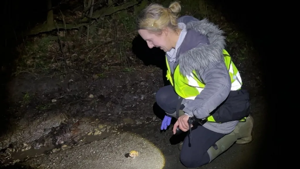The Lancashire "toad patrols" saving the amphibians from traffic accidents