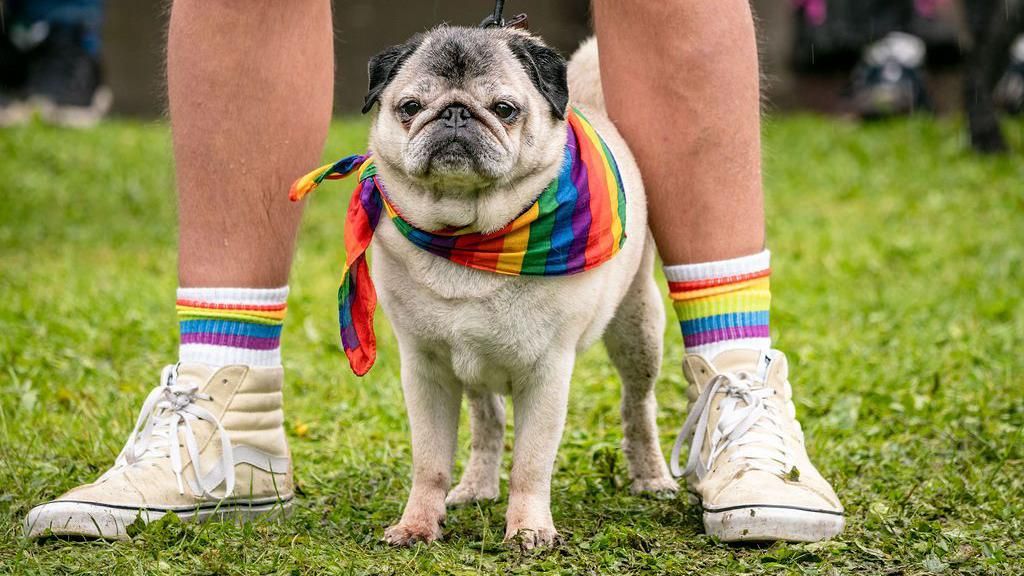 A small dog with a rainbow bandana around its neck