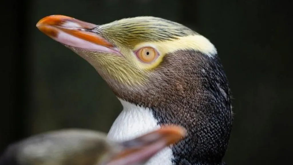 Rare shy penguin wins NZ bird of the year