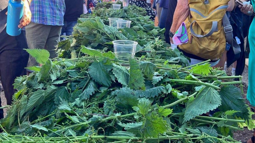 Piles of stinging nettles laid out on the tables ready for competitors to eat