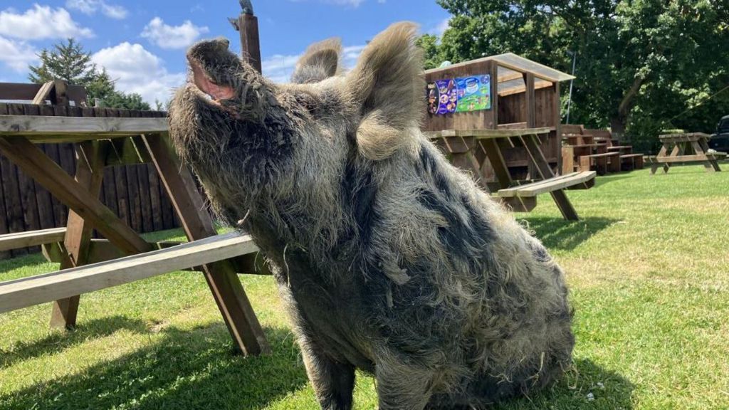 A pig in a pub garden