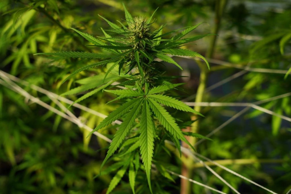 Largest ever independent study into the effects of cannabis - BBC News