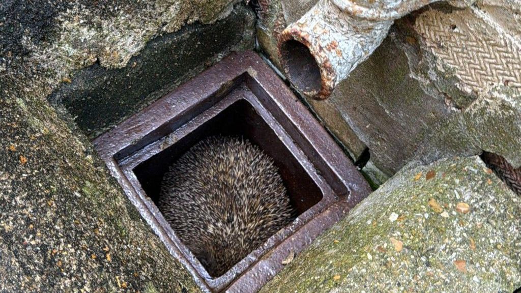 A 900g hedgehog stuck in a square drain 