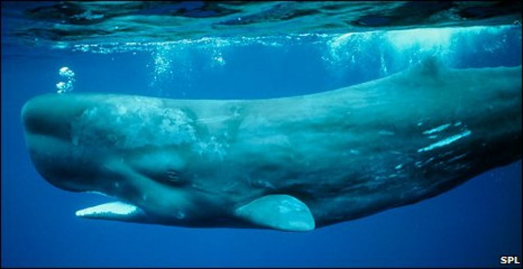 sperm-whale-faeces-helps-oceans-absorb-co2-bbc-news