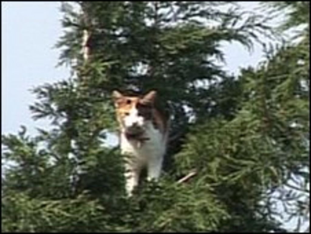 Cat stuck up tree for five days in Barnsley BBC News