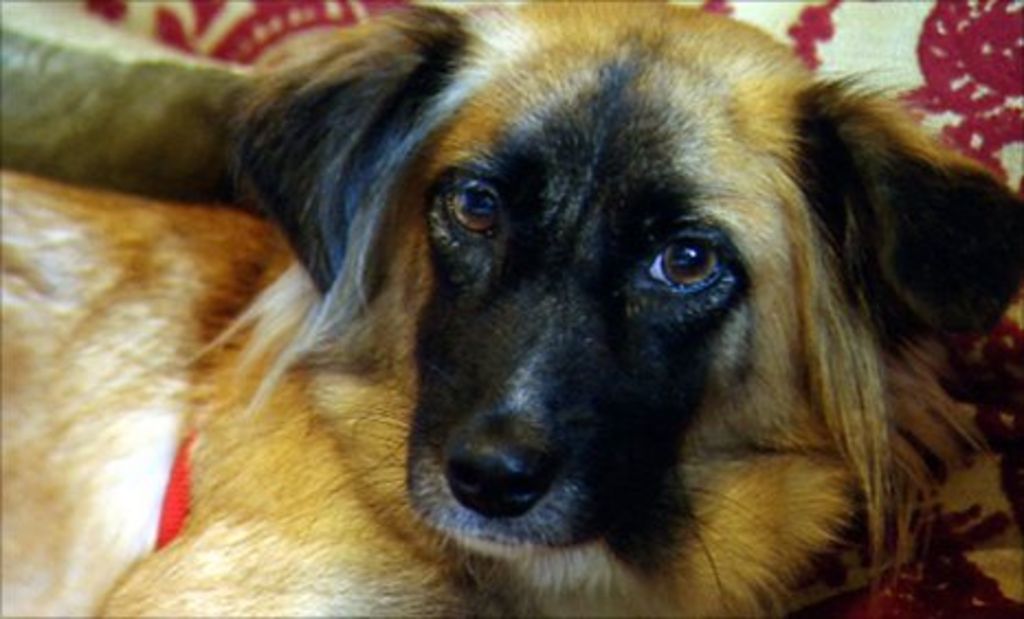 Thousands spent to bring Mauritius dog Dodo to Aberdeen BBC News