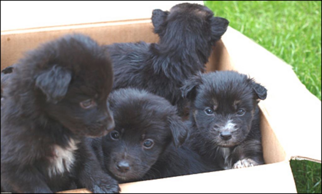 Puppies abandoned at side of Fife road BBC News