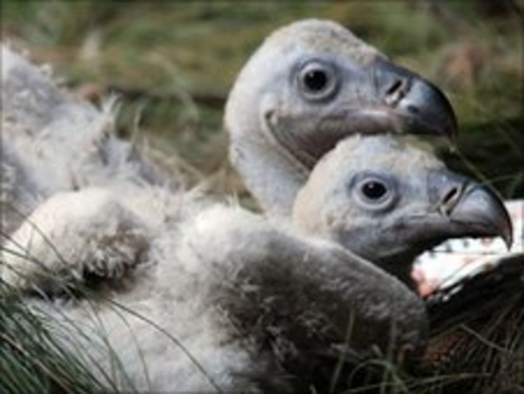 Conservationists hail arrival of India vulture chicks BBC News