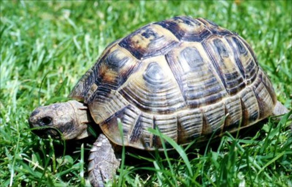 earliest-evidence-of-pet-tortoise-in-britain-bbc-news