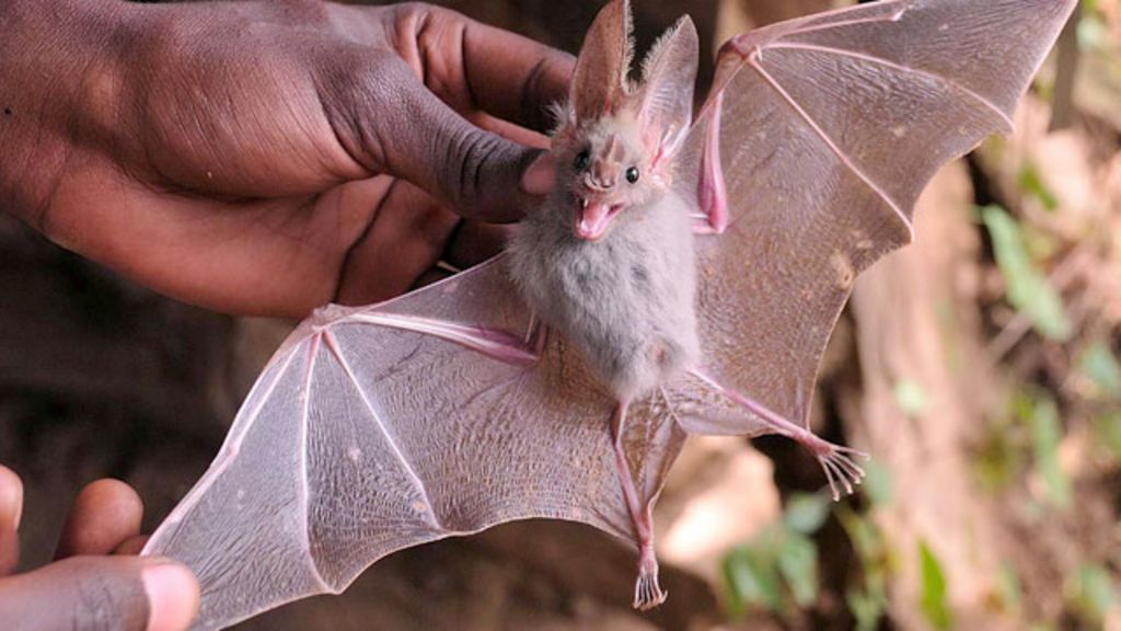 Biological bonanza in Kenya's threatened forest BBC News