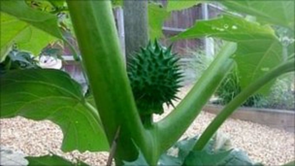 �Hallucinogenic plant� in Keresley woman�s garden BBC News