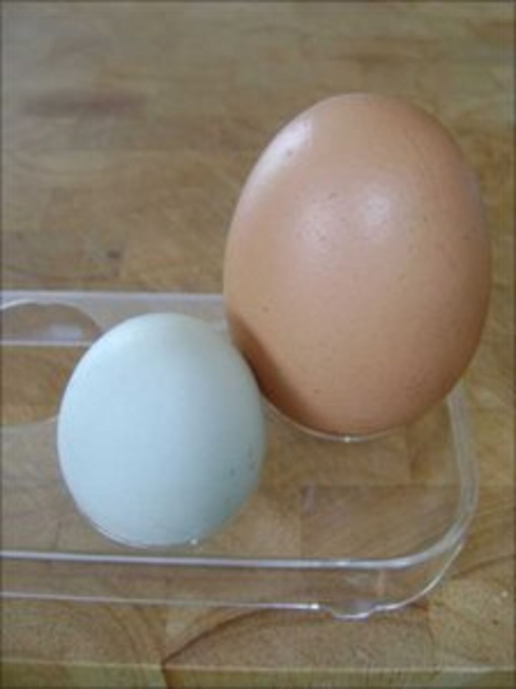 jersey giant egg size