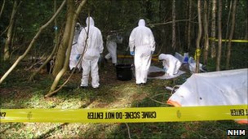 Inside UK forensic insects team BBC News