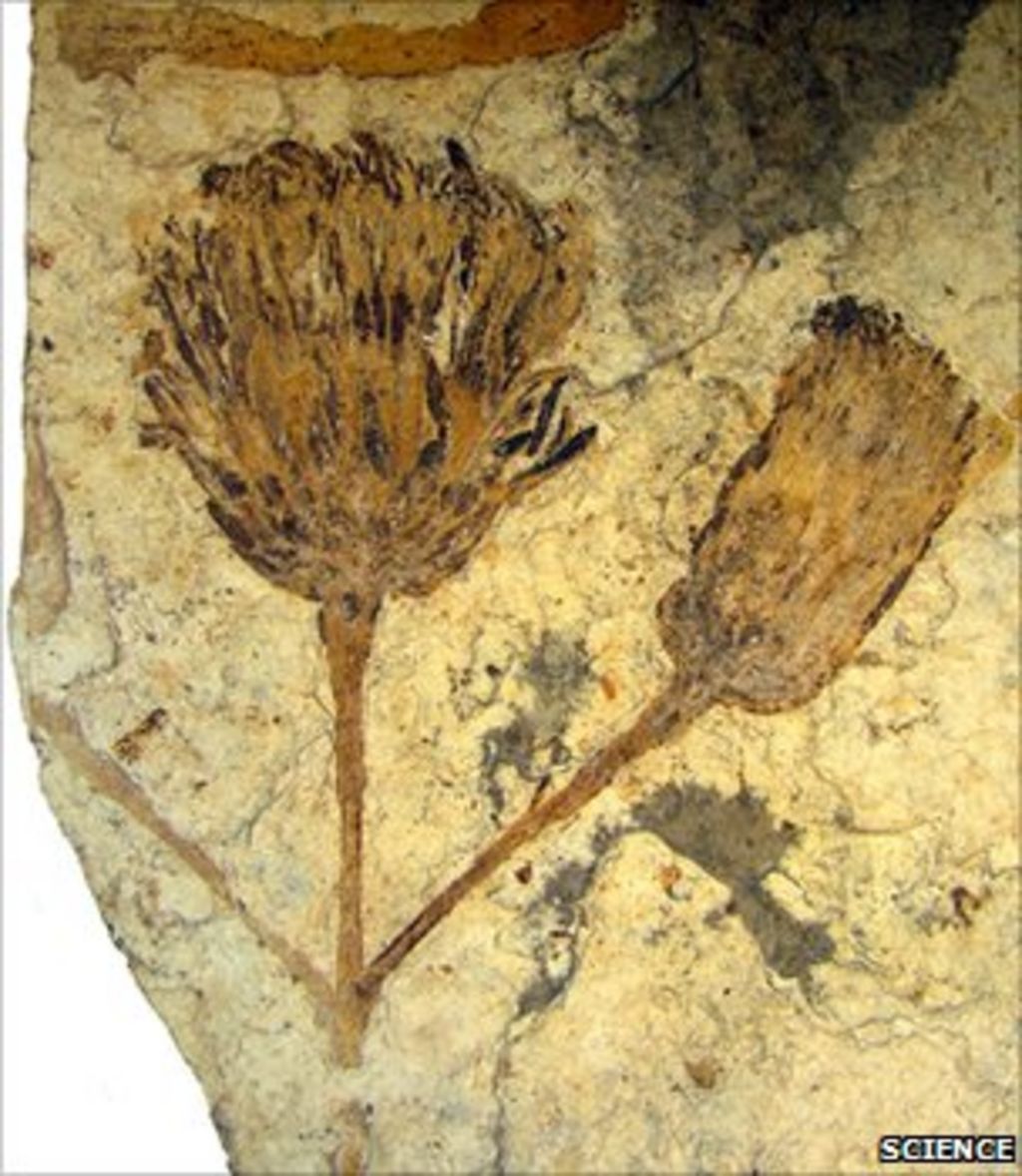 Rare fossilised flower found, related to sunflowers BBC News