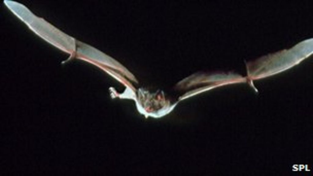 Rabies spread by vampire bats kills fifth child in Peru BBC News