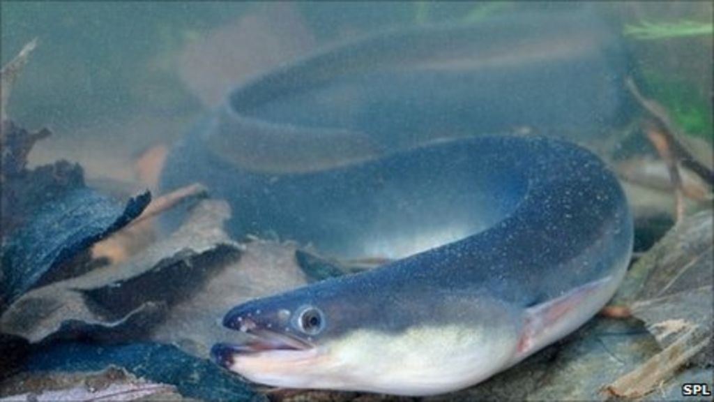 Eels assist Loch Ken crayfish fight BBC News