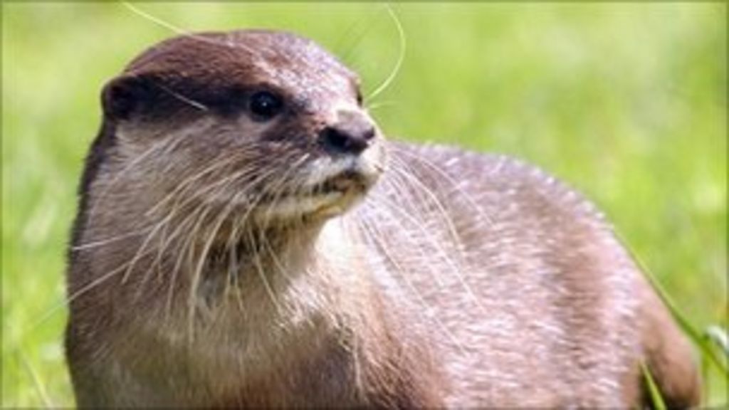 Otters back from the brink of extinction in England - BBC News