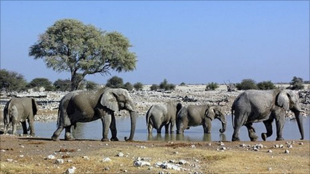 Elephant ecological engineering 'benefits amphibians' - BBC News