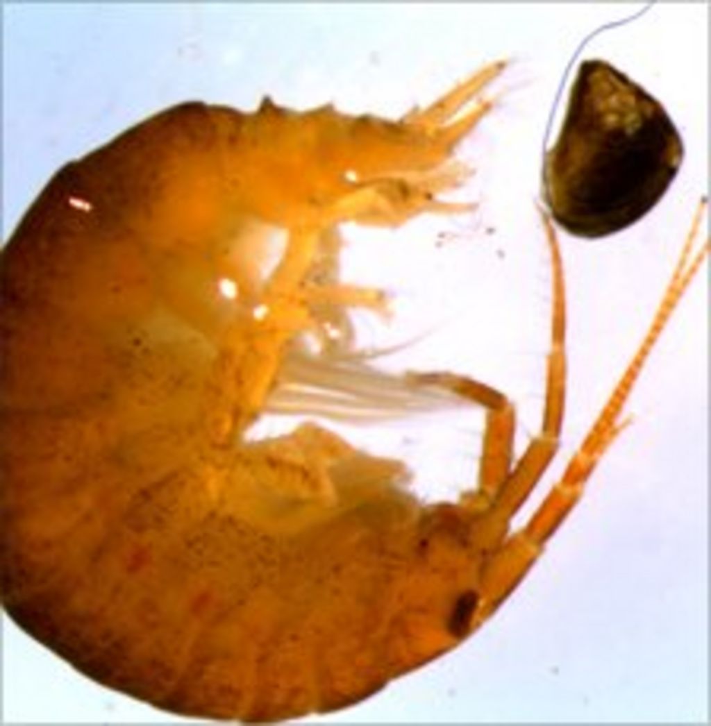 invasive-killer-shrimp-found-at-two-sites-in-wales-bbc-news