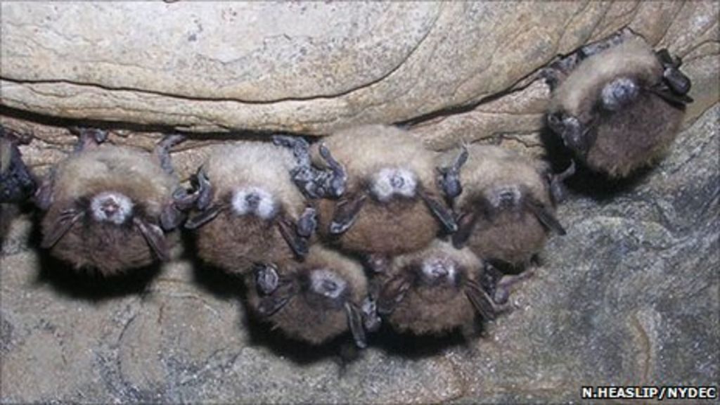 US publishes whitenose bat killer action plan BBC News