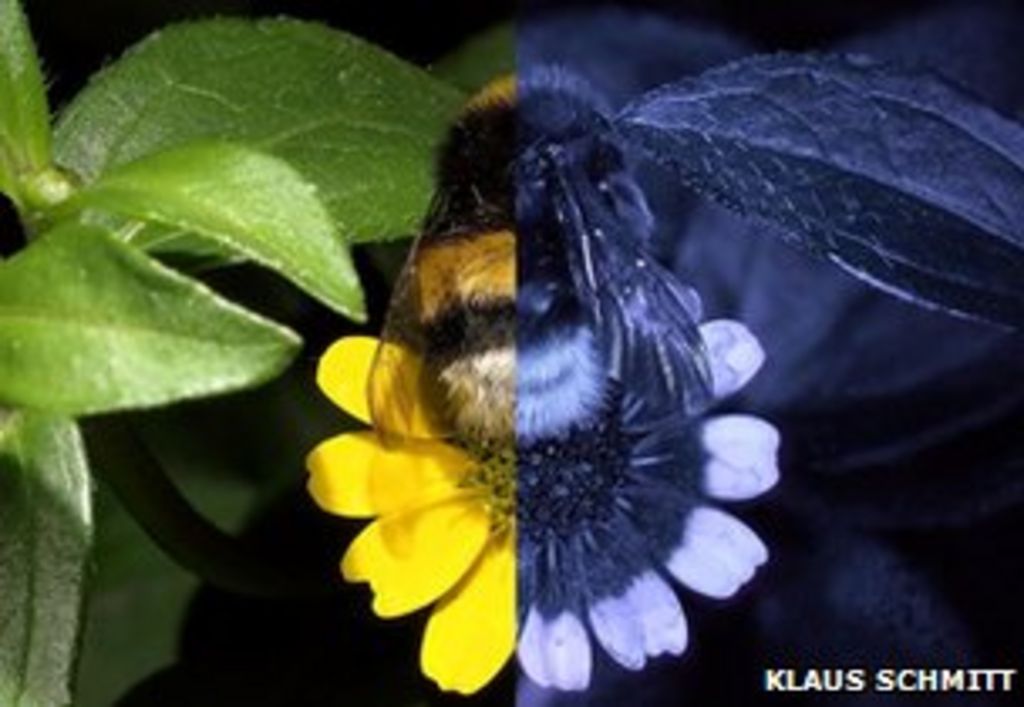 Database shows how bees see world in UV BBC News