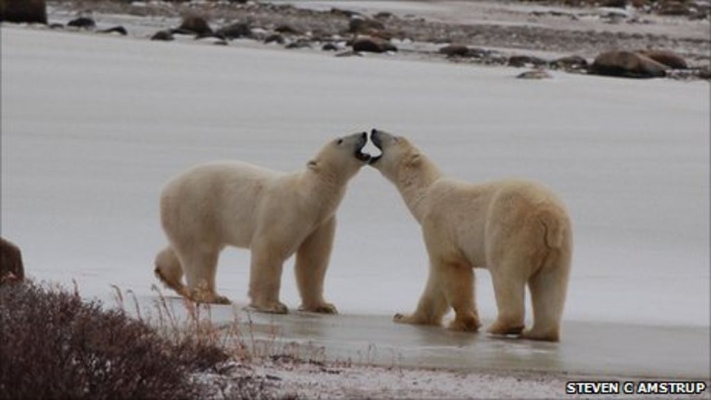 Polar bears not endangered, US confirms BBC News