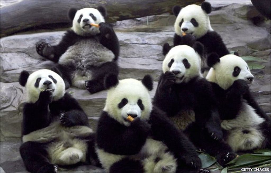 Giant Pandas need Old growth Forests BBC News