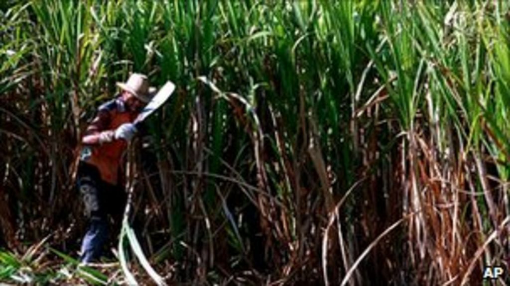 Сахарный тростник в Латинской Америке. Ферма сахарного тростника. Рубка сахарного тростника. Сахарный тростник в Океании.