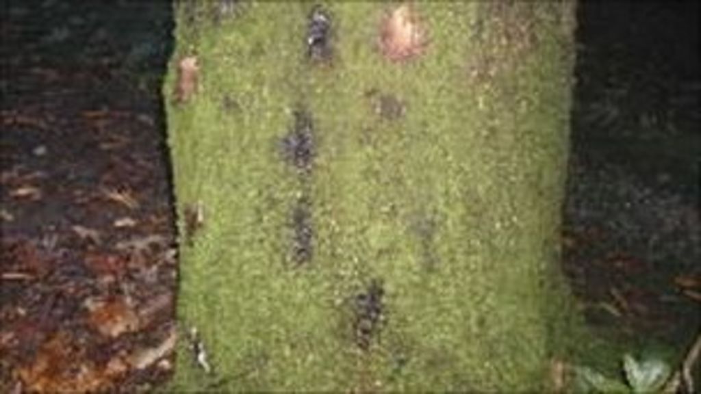 Denbighshire trees affected by sudden oak death felled BBC News