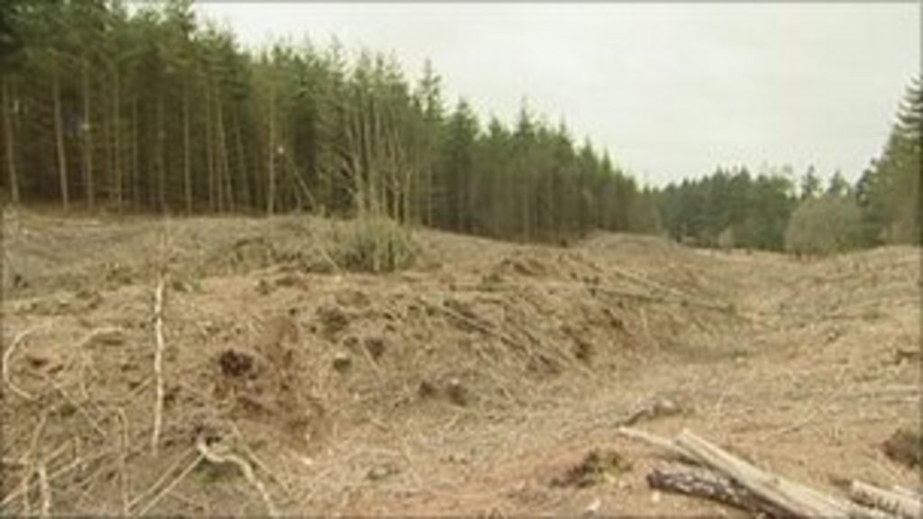 More of Dorset Roman road to be unearthed BBC News