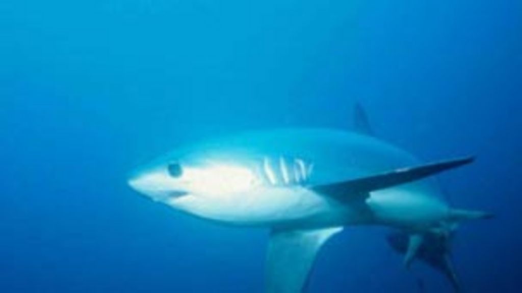 Sharks use fish to stay clean, says Bangor research BBC News