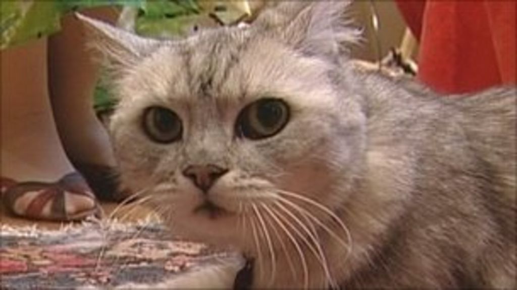 Noisy cat hits purrfect pitch in world record bid BBC News