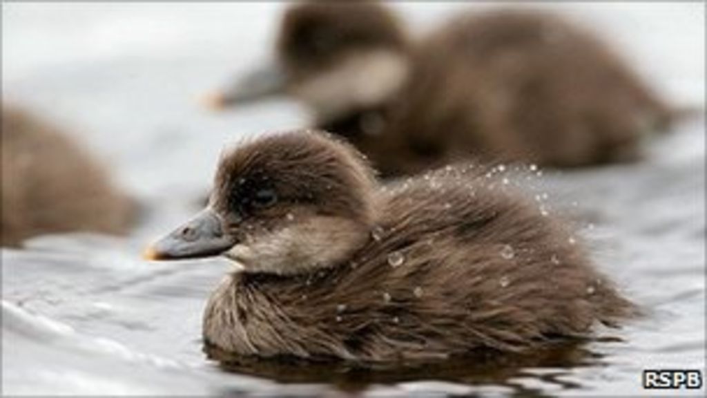 Common scoter duckling. Pic: RSPB