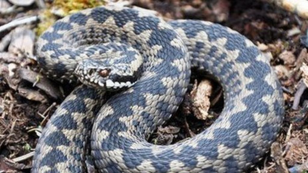 Poisonous adder snake bites woman on cliffs near Swanage - BBC News