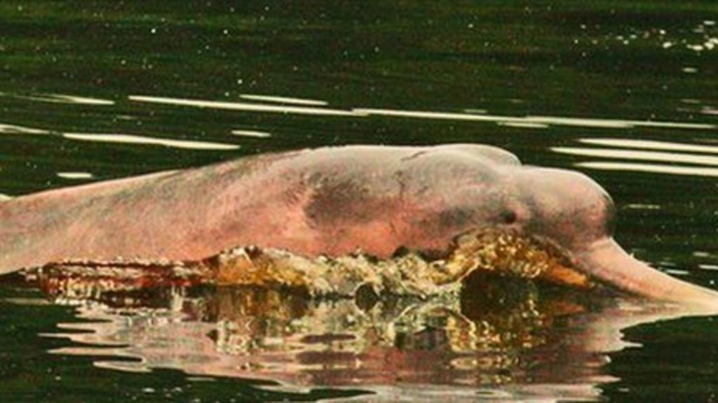 Pink Dolphins Bounce Back From 10 Amazon Drought c News