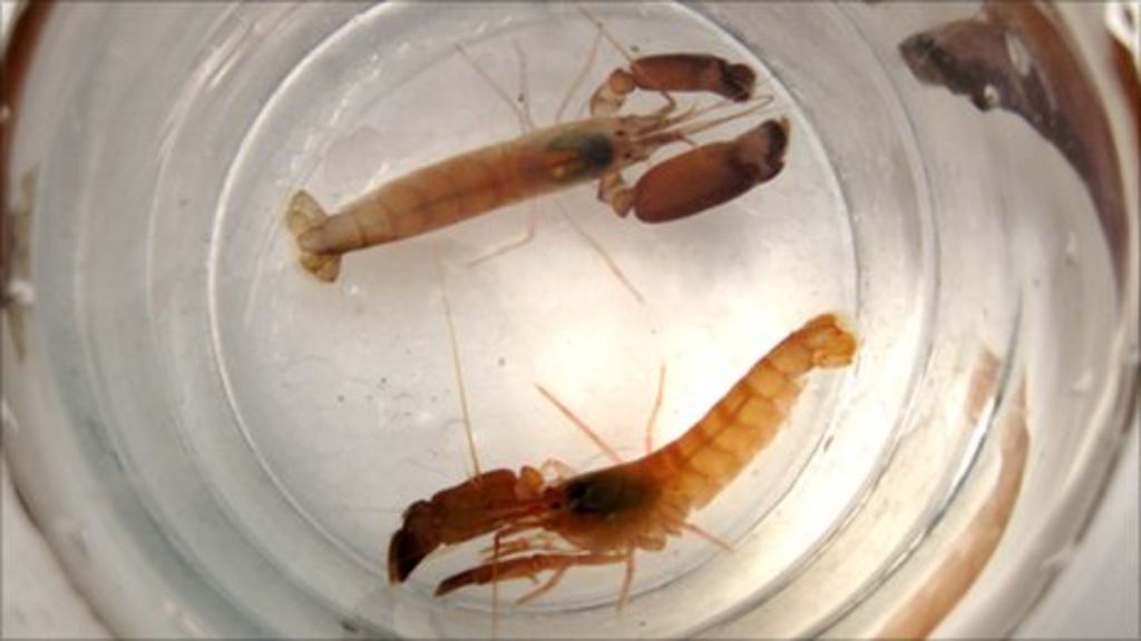Can A Pistol Shrimp Kill A Human Pistol shrimps found in Cornwall go on display - BBC News