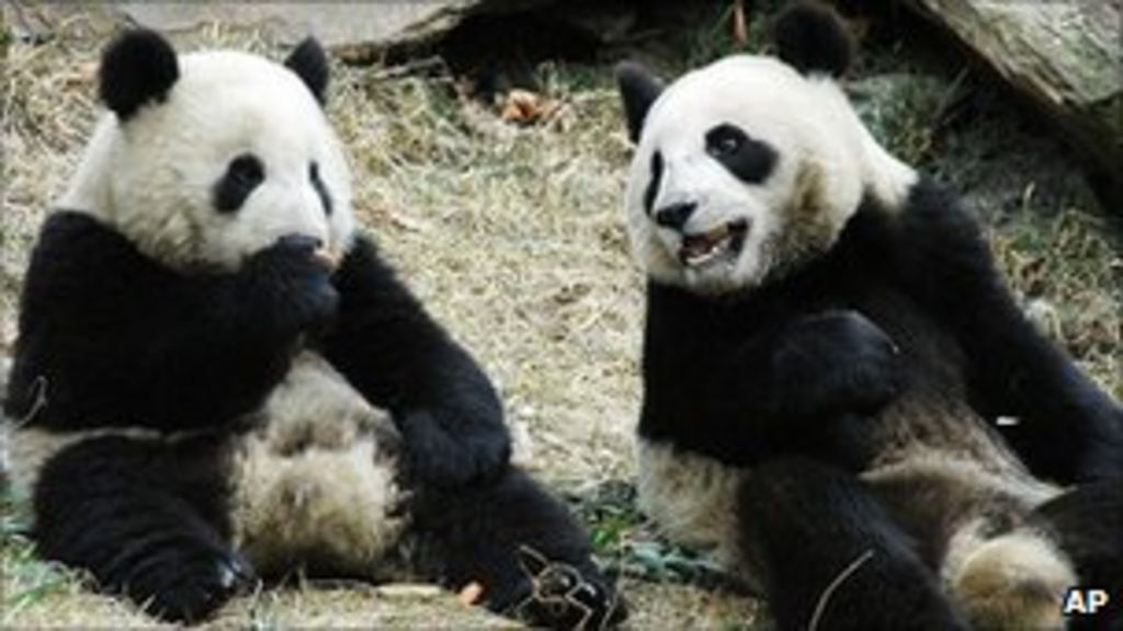 Taiwan Abuzz Over Pregnant Panda Yuan Yuan Bbc News 