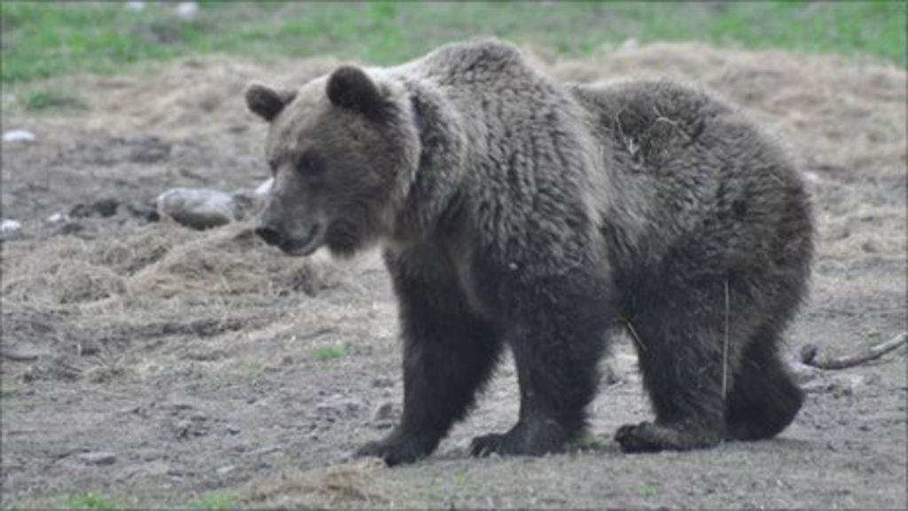 Binraiding brown bear collared in the name of research BBC News