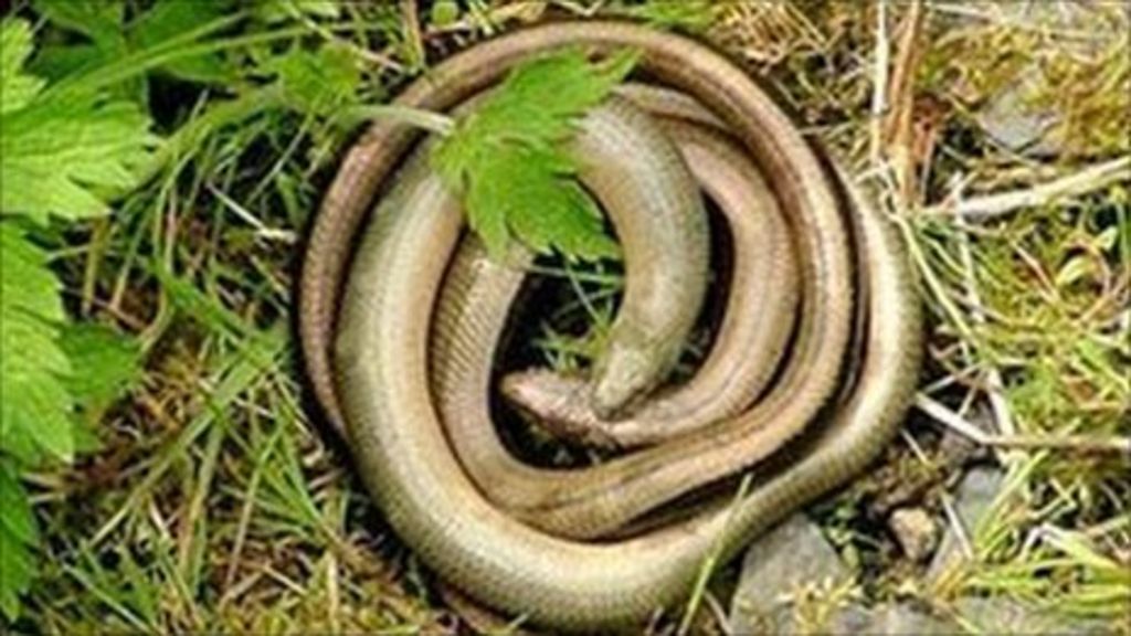 Slow worms see travellers off Woollards Field BBC News Slow worms see travellers off Woollards Field BBC News
