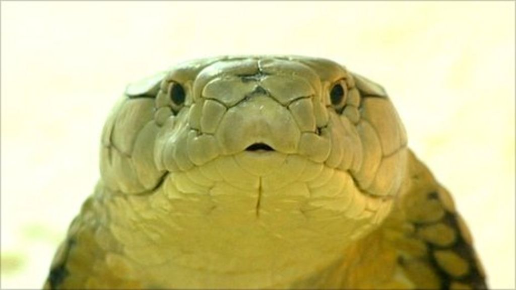 Eastwood king cobra snake sanctuary a 'safety net' - BBC News