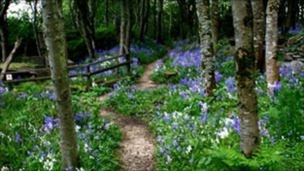 Boggy hillside reborn as Orkney forest reserve - BBC News