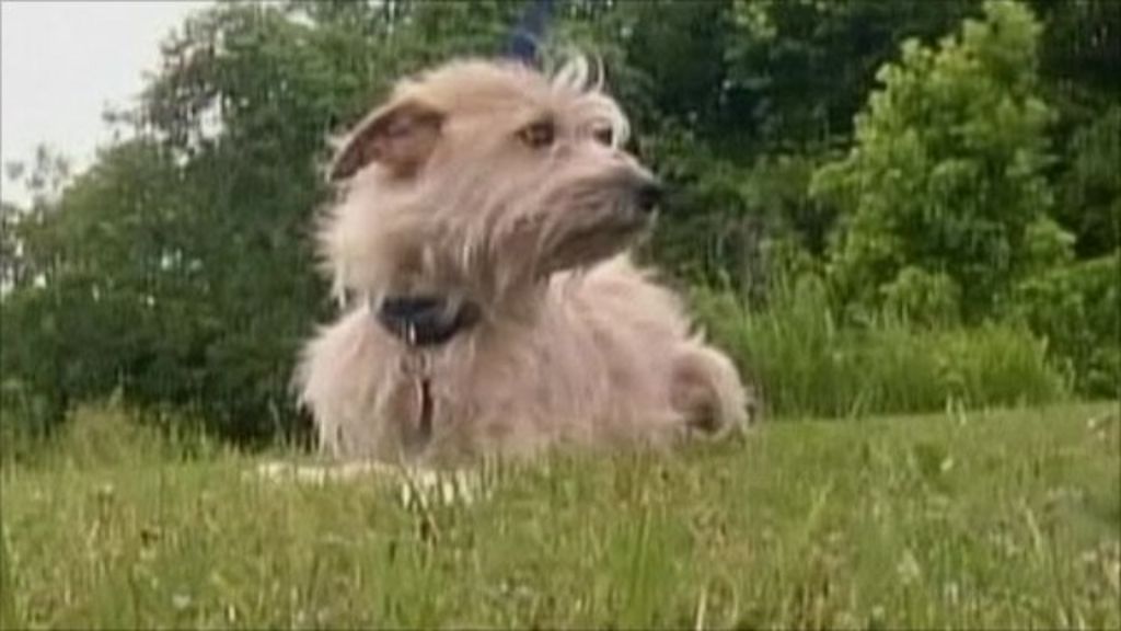 Tornado dog crawls home to owners on broken legs BBC News