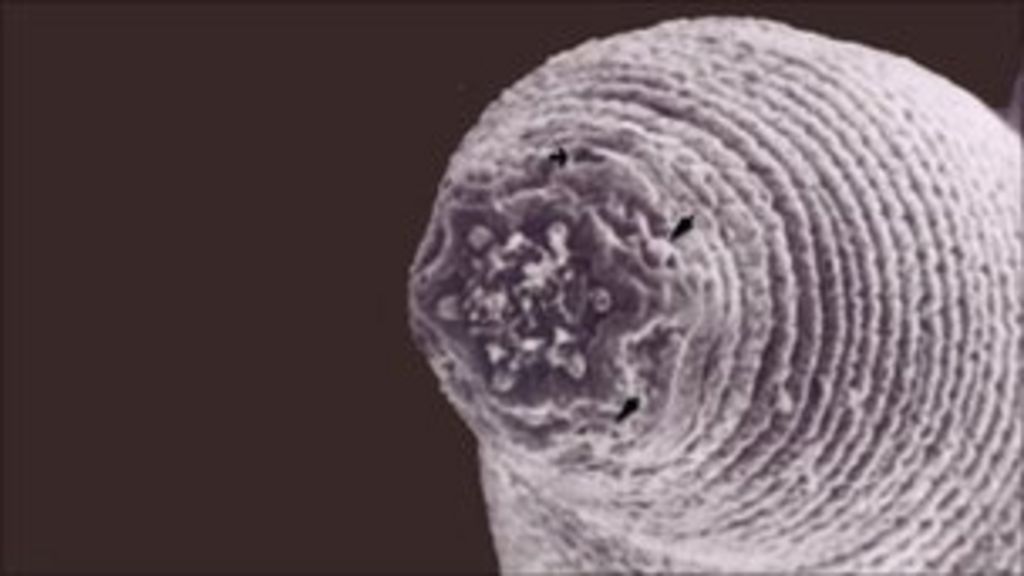 Deepestliving land animal found BBC News