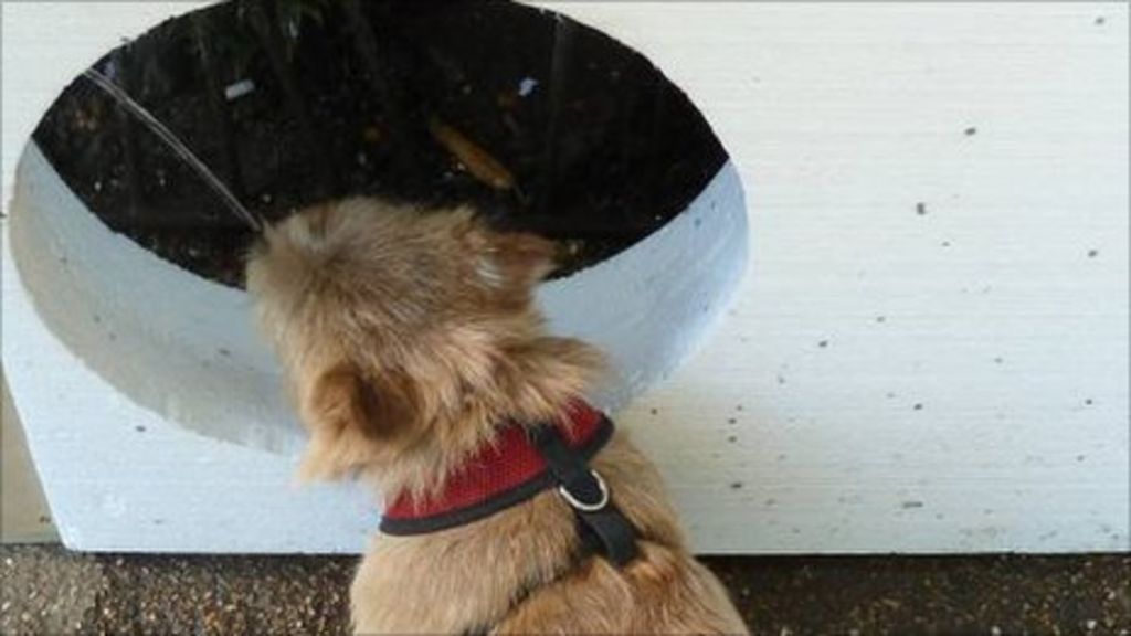 Dogs 'approve' London Royal Parks drinking holes BBC News