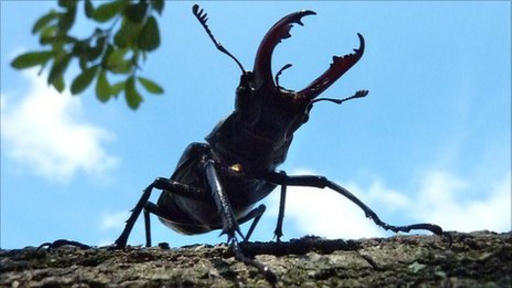 Download Stag Beetle Sightings On The Increase In Dorset Bbc News