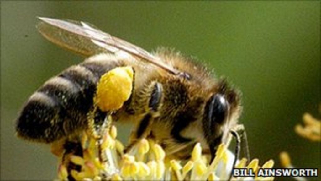 Burnley hives giveaway to help save British black bees - BBC News