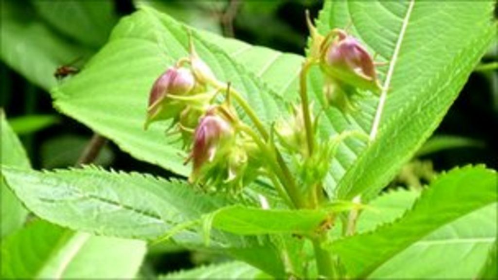 project-to-stop-invasive-plants-in-wiltshire-launched-bbc-news