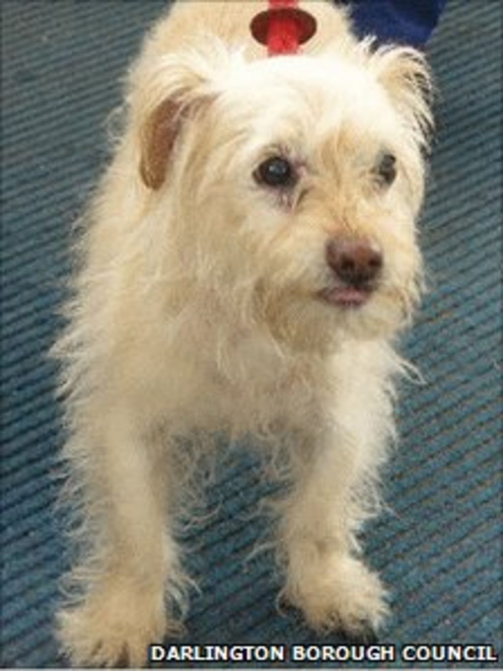 deerness kennels dogs for rehoming